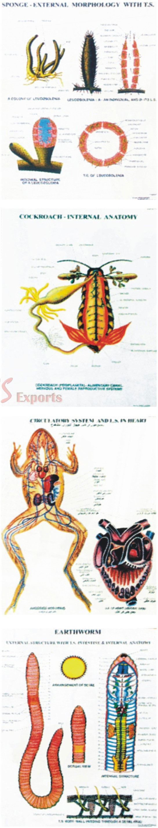 POLYART PLASTIC ZOOLOGY CHARTS